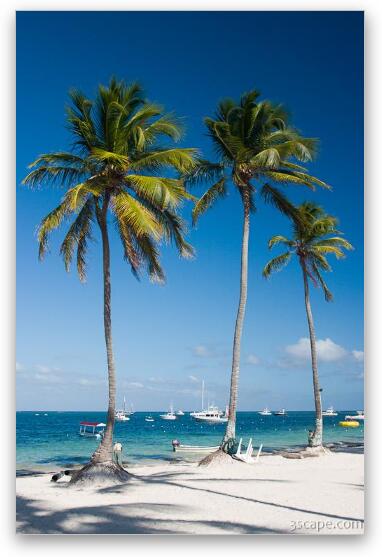 Tall palm trees on the beach Fine Art Print