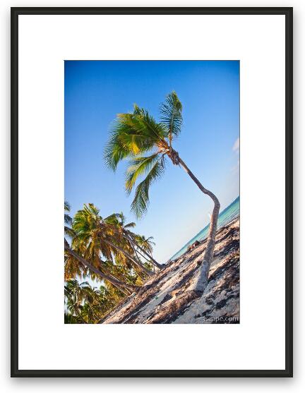 Crooked palm tree Framed Fine Art Print