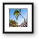 Crooked palm tree Framed Print