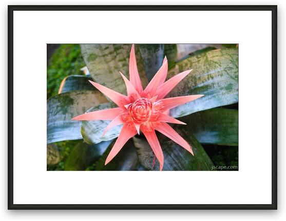 Tropical plant Framed Fine Art Print