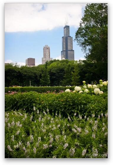 Sears Tower from Grant Park Fine Art Metal Print