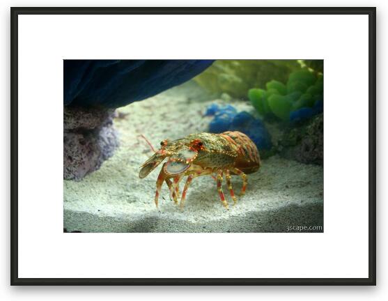 Spanish (Slipper) Lobster Framed Fine Art Print