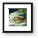 Spanish (Slipper) Lobster Framed Print