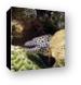 Moray Eel with cleaner shrimp Canvas Print