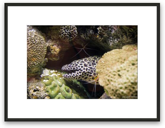 Moray Eel with cleaner shrimp Framed Fine Art Print
