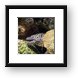 Moray Eel with cleaner shrimp Framed Print