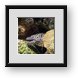 Buy Framed Print