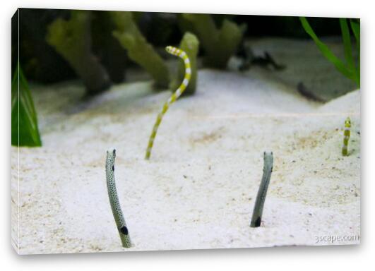 These worm looking fish burrow into the sand backwards. Fine Art Canvas Print