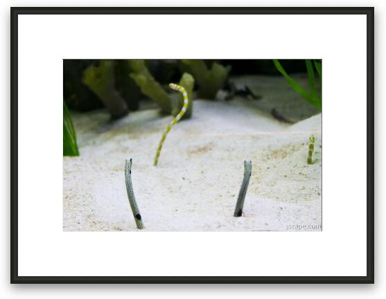 These worm looking fish burrow into the sand backwards. Framed Fine Art Print
