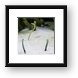 These worm looking fish burrow into the sand backwards. Framed Print