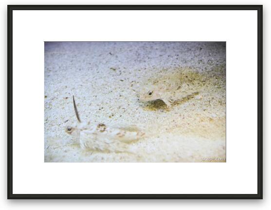 Male and female fish of some kind Framed Fine Art Print