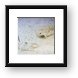 Male and female fish of some kind Framed Print