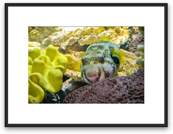 Puffer fish Framed Fine Art Print