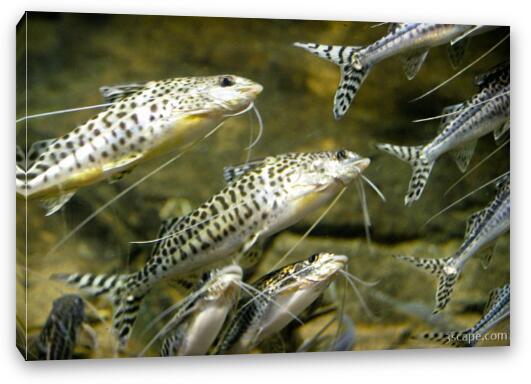 Fish from the Amazon Fine Art Canvas Print