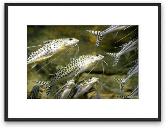 Fish from the Amazon Framed Fine Art Print