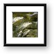 Fish from the Amazon Framed Print