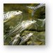 Fish from the Amazon Metal Print