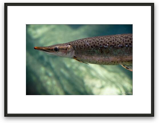 Gar (freshwater fish) Framed Fine Art Print