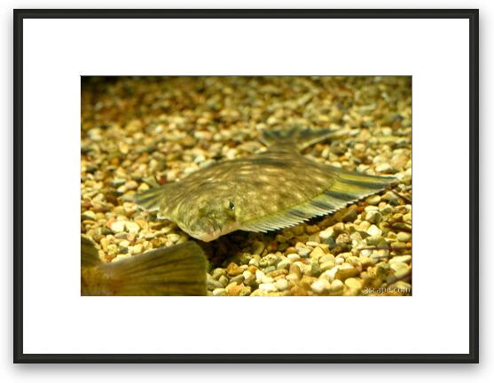Flat Fish Framed Fine Art Print