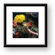Sea Cucumber Framed Print
