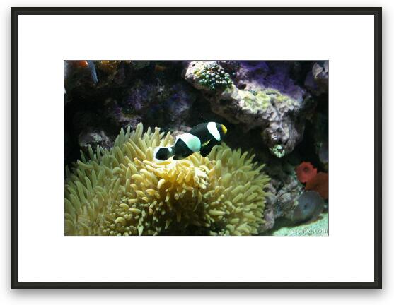 Clown fish and anemonie Framed Fine Art Print
