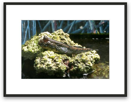 Toadfish? Framed Fine Art Print