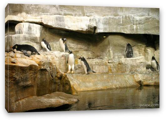 Active Gentoo Penguins Fine Art Canvas Print