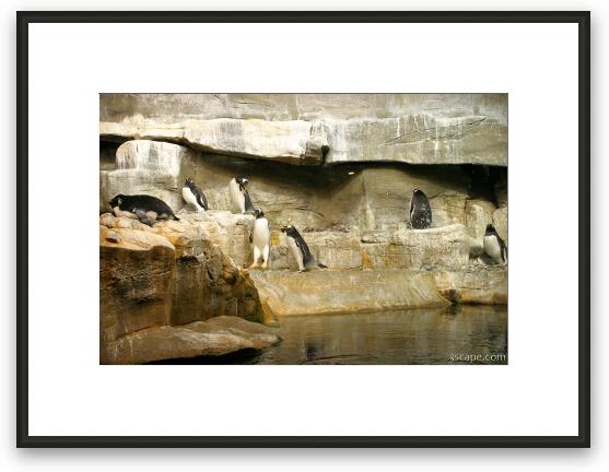 Active Gentoo Penguins Framed Fine Art Print