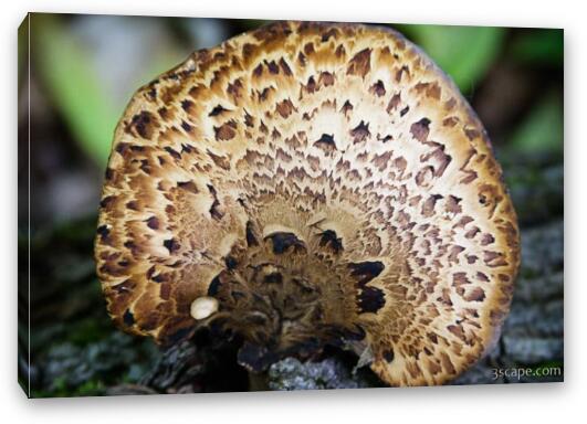 Mushroom Fine Art Canvas Print