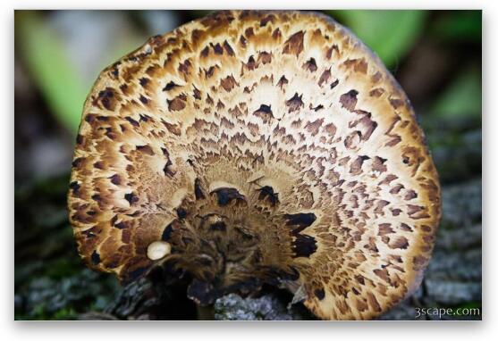 Mushroom Fine Art Metal Print