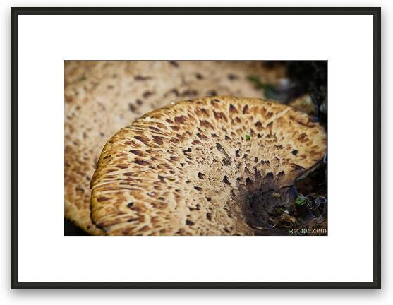 Mushroom Framed Fine Art Print