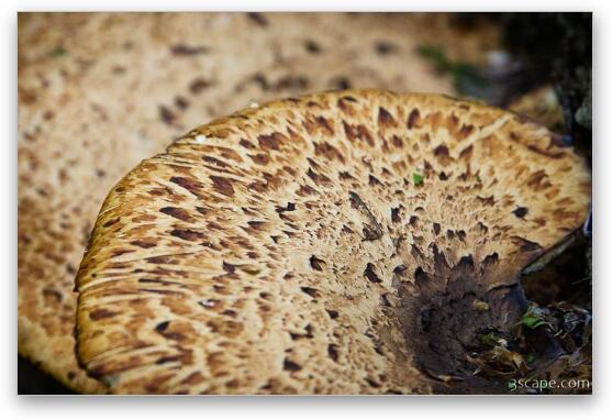 Mushroom Fine Art Metal Print