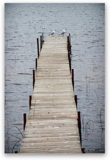 Private dock with seagulls Fine Art Metal Print