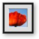 Buy Framed Print