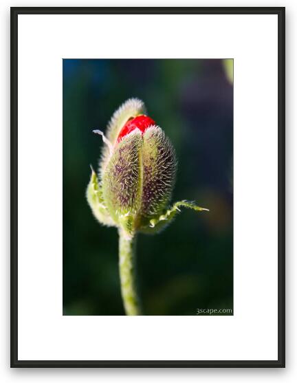 Budding Poppy flower Framed Fine Art Print