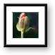 Budding Poppy flower Framed Print