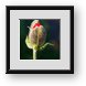 Buy Framed Print