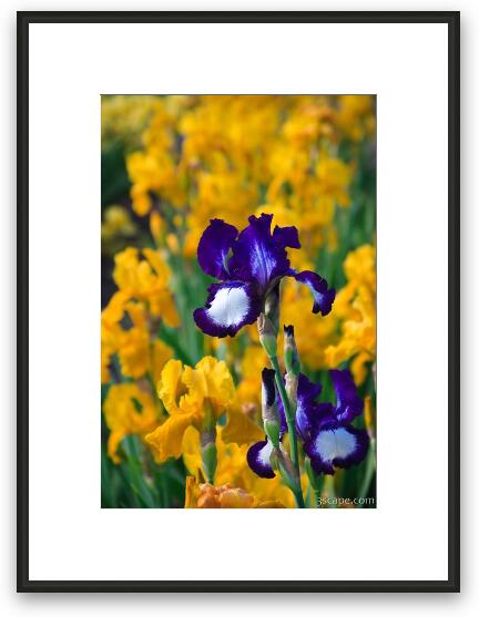 Irises at the Iris Farm Framed Fine Art Print