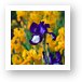Irises at the Iris Farm Art Print