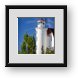 Buy Framed Print