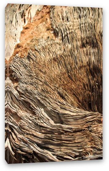 Dead, warped tree trunk Fine Art Canvas Print