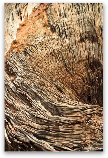 Dead, warped tree trunk Fine Art Metal Print