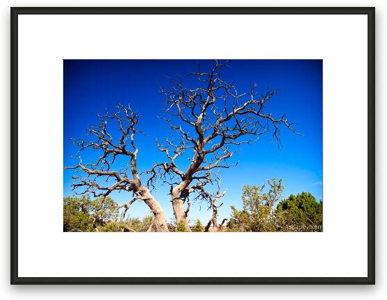 Dead desert tree Framed Fine Art Print