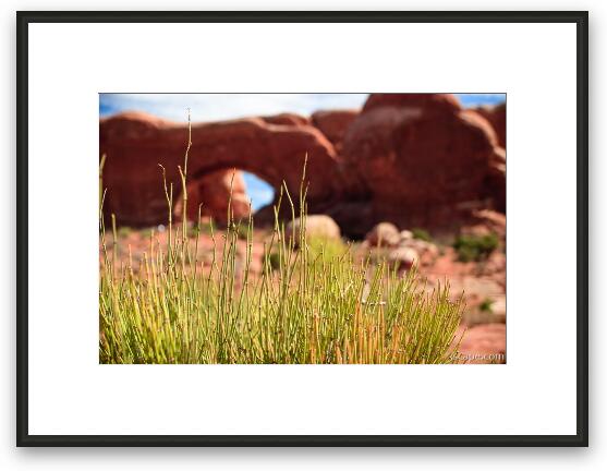Desert grasses and North Window Framed Fine Art Print