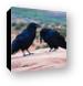 Common Northern Ravens Canvas Print