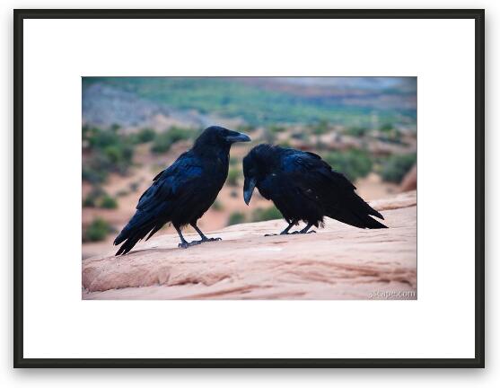 Common Northern Ravens Framed Fine Art Print