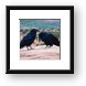 Common Northern Ravens Framed Print