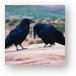 Common Northern Ravens Metal Print