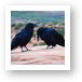 Common Northern Ravens Art Print