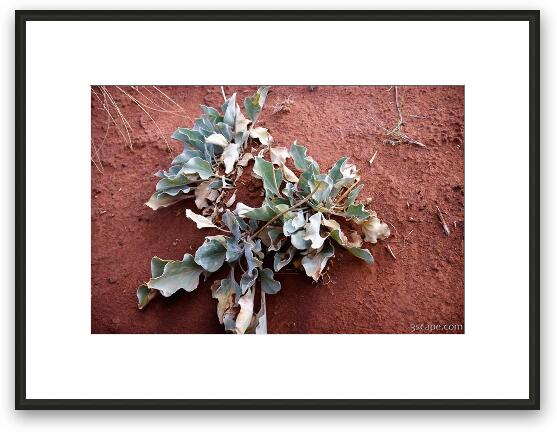 Weird desert plant Framed Fine Art Print